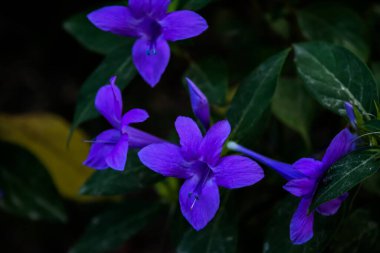Çan çiçekleri Bavyera Mavisi, doğa arka planı, balon çiçeği, Platycodon görkemi,