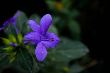 Çan çiçekleri Bavyera Mavisi, doğa arka planı, balon çiçeği, Platycodon görkemi,