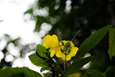 Bahar Çiçeği Bermuda Düğünçiçeği ya da sarı düğün çiçeği. Yakın çekim.