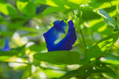 Bahar Çiçeği Bermuda Düğünçiçeği ya da sarı düğün çiçeği. Yakın çekim.
