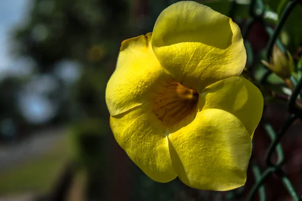 Primavera Bermuda Floración Buttercup Flor Allamanda Buttercup Amarillo Primer Plano — Foto de Stock