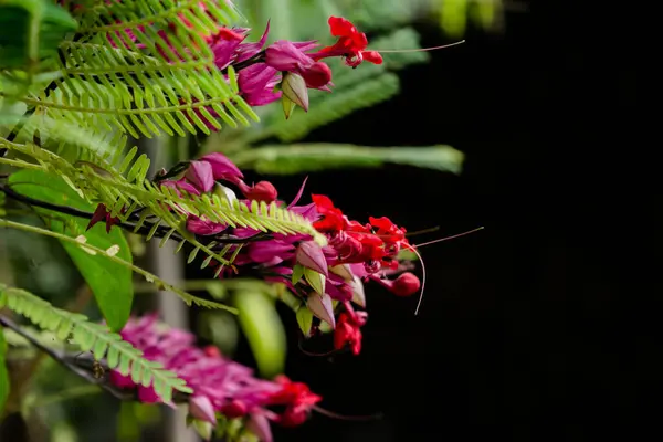 Κόκκινο Λουλούδι Παγώνι Caesalpinia Pulcherrima Λουλούδι Ανθίζει Απομονωμένη — Φωτογραφία Αρχείου