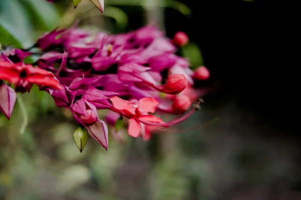 Κόκκινο Λουλούδι Παγώνι Caesalpinia Pulcherrima Λουλούδι Ανθίζει Απομονωμένη — Φωτογραφία Αρχείου