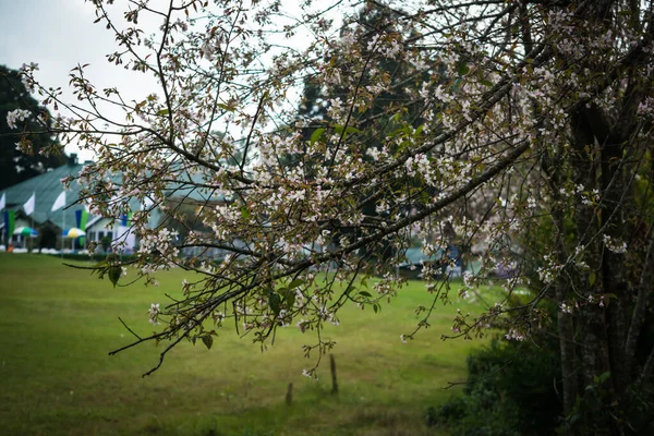 Mooie Spring Cherry Bloeit Boven Blauwe Lucht Roze Bloemen Bloeiende — Stockfoto