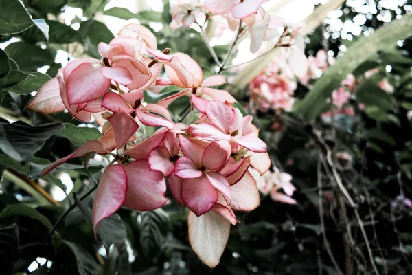 Bela Primavera Cereja Floresce Sobre Céu Azul Flores Cor Rosa — Fotografia de Stock