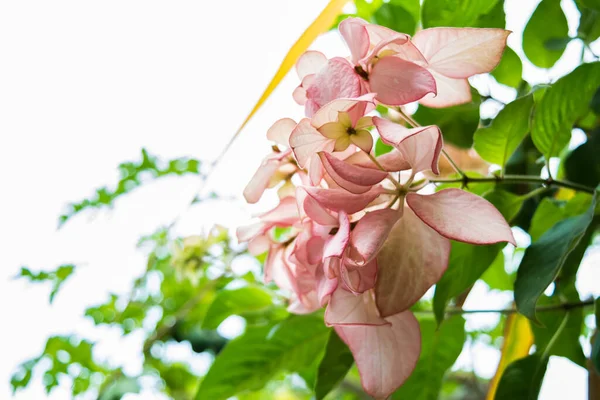 Bela Primavera Cereja Floresce Sobre Céu Azul Flores Cor Rosa — Fotografia de Stock