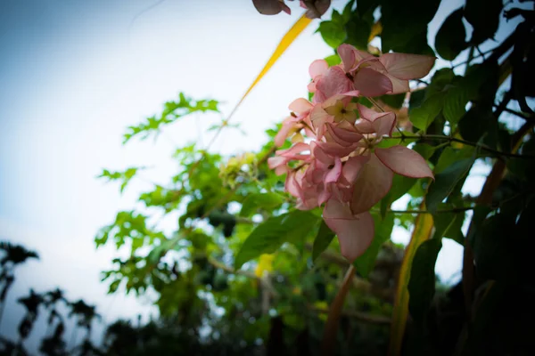 Hermosa Primavera Los Cerezos Florecen Sobre Cielo Azul Flores Rosas —  Fotos de Stock