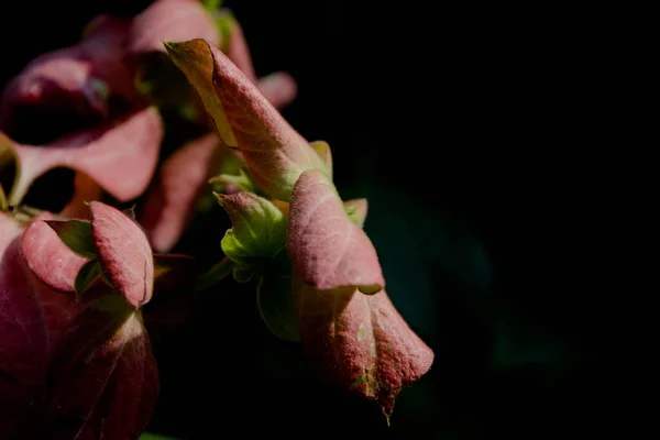 Belle Printemps Cerisier Fleurit Sur Ciel Bleu Fleurs Roses Cerisiers — Photo