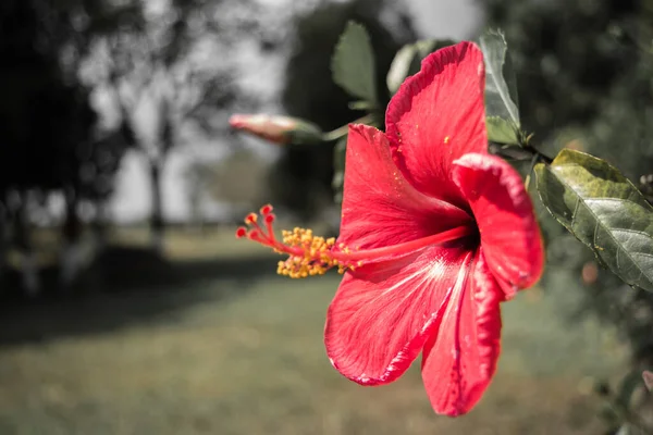 Närbild Vit Och Röd Hibiskusblomma Röd Hibiskus Blomma Grön Bakgrund — Stockfoto