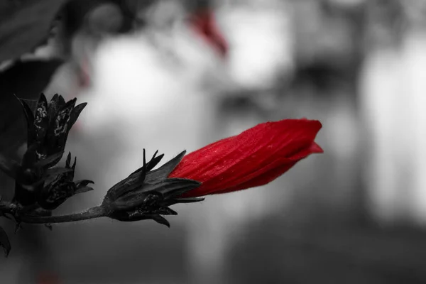 白と赤のハイビスカスの花のクローズアップ画像 緑の背景に赤いハイビスカスの花 — ストック写真