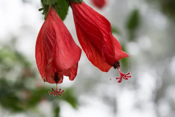 Närbild Vit Och Röd Hibiskusblomma Röd Hibiskus Blomma Grön Bakgrund — Stockfoto