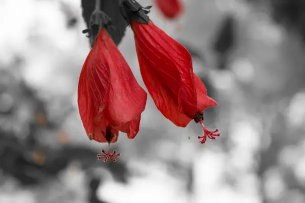 白色和红色芙蓉花的特写图像 绿色背景下的红色芙蓉花 — 图库照片