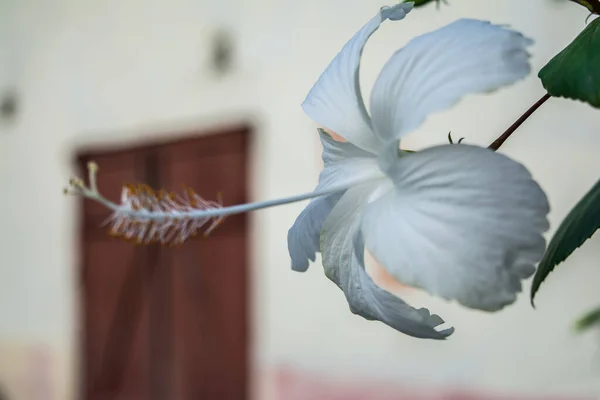 Detailní Záběr Bílé Červené Květy Ibišku Červený Ibišek Květ Zeleném — Stock fotografie