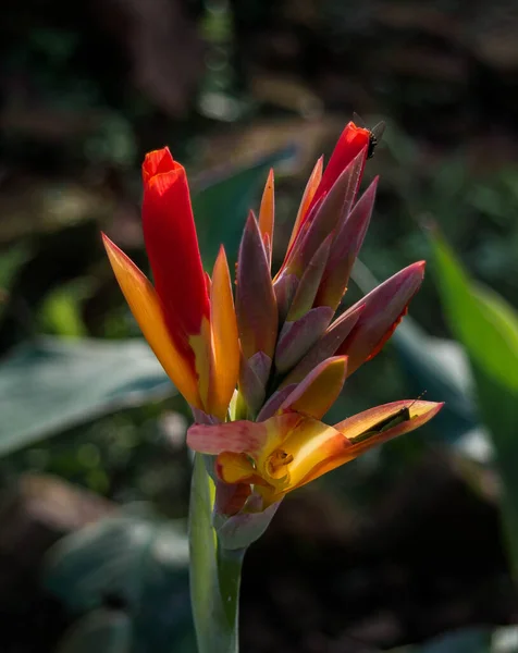 Pince Homard Heliconia Fleurit Dans Jardin Les Noms Communs Pour — Photo