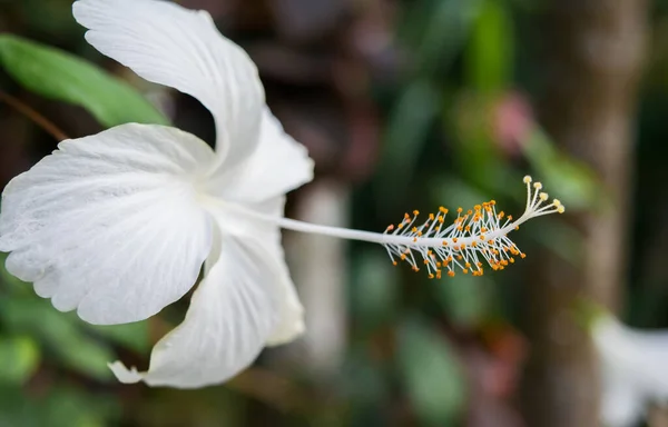 Primo Piano Immagine Fiore Ibisco Bianco Rosso Fiore Ibisco Rosso — Foto Stock