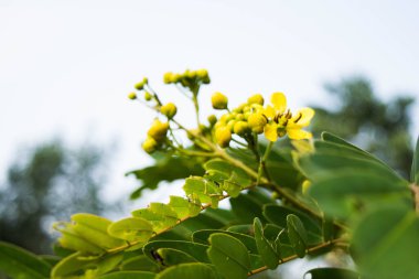 Tropiklerdeki Pembe Melastome Çiçeği, yeşil arka planda açılmamış kırmızı tomurcuklar