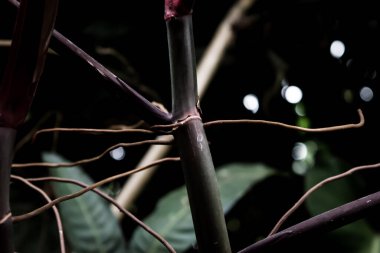 Hindistan 'daki Kaziranga Ulusal Parkı' ndaki farklı bitki ve ağaçlar..