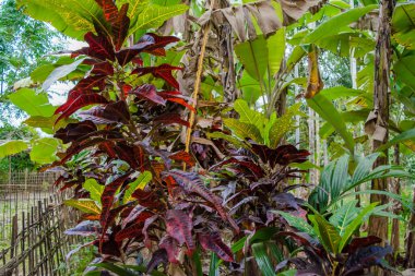 Hindistan 'daki Kaziranga Ulusal Parkı' ndaki farklı bitki ve ağaçlar..