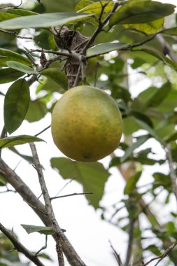 Assam 'da bir limon ağacında asılı duran taze sarı limonlar.