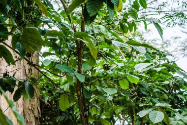 Assam 'ın dalında olgunlaşmamış yeşil kahve kirazları. Ağaçtaki kahve çekirdekleri.