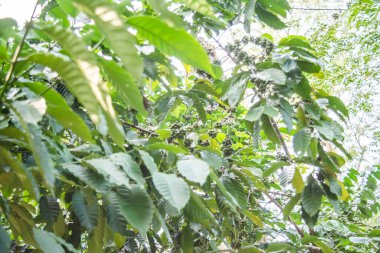 Assam 'ın dalında olgunlaşmamış yeşil kahve kirazları. Ağaçtaki kahve çekirdekleri.