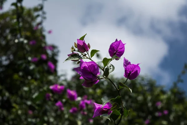 Melastome Rosa Flor Los Trópicos Con Brotes Rojos Sin Abrir —  Fotos de Stock