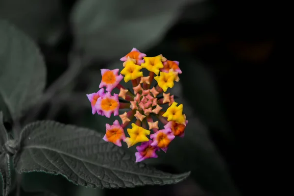 Lantana Camara West Indian Lantana Flower Bloom Garden 野生鼠尾草 红鼠草 — 图库照片