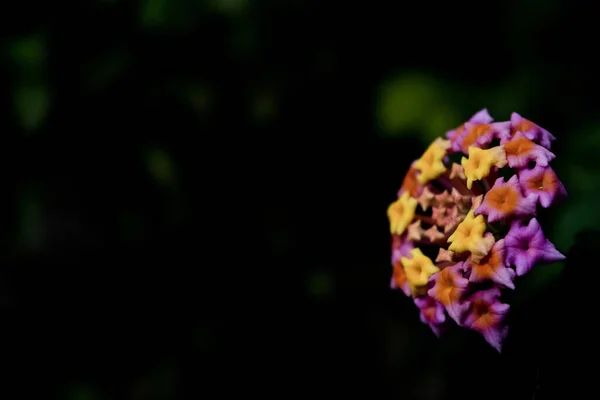 Lantana Camara West Indian Lantana Flor Florescendo Jardim Umbelanterna Salva — Fotografia de Stock