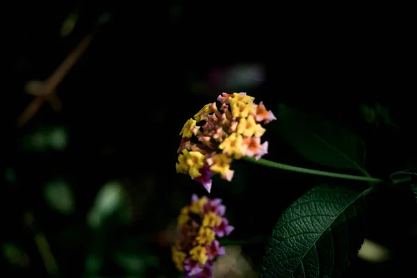 Lantana Camara West Indian Lantana庭に花を咲かせます ウンベランタ 野生のセージ 赤セージ 白セージ ティックベリー — ストック写真