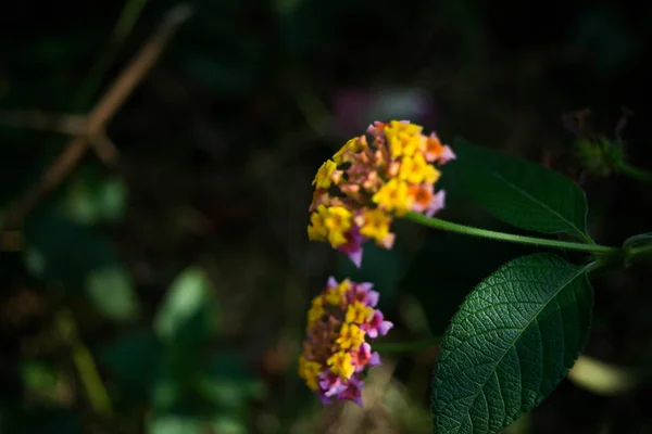 Lantana Camara Lantana Las Indias Occidentales Flor Que Florece Jardín — Foto de Stock