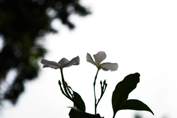 Pervenche Blanche Madagascar Également Connue Sous Nom Fleur Sadaabahaar — Photo