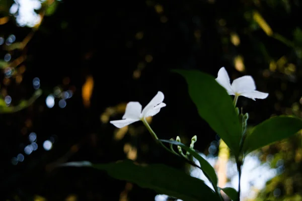 Branco Madagáscar Periwinkle Também Conhecido Como Flor Sadaabahaar — Fotografia de Stock