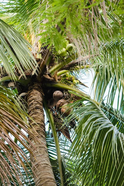 Красивая Кокосовая Пальма Полная Кокосов Голагате Асам — стоковое фото