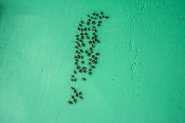 Karıncalar, Formicidae familyasının doğal böcekleri ve arılarla ilişkilidir.,