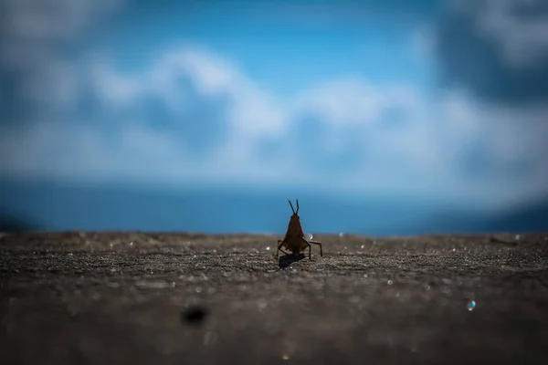 Силуэт Насекомых Голубое Небо Стрекоза Насекомое Принадлежащее Порядку Odonata Инфраотряд — стоковое фото