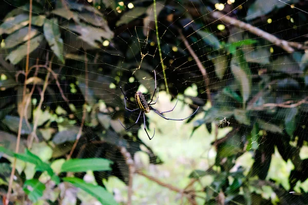 Zavřít Makro Záběr Zahradního Pavouka Sedícího Pavučině Pavouci Jsou Hmyz — Stock fotografie