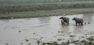 Kaziranga Ulusal Parkı, Asam, Hindistan 'da Büyük Erkek Hint Fili ve Vahşi Su Bufalosu