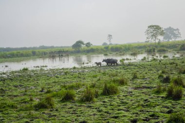 Kaziranga Ulusal Parkı, Asam, Hindistan 'da Büyük Erkek Hint Fili ve Vahşi Su Bufalosu