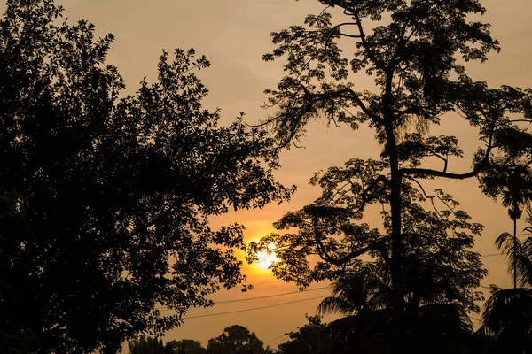 Evergreen Yağmur Ormanları Kaziranga Ulusal Parkı Assam Kuzeydoğu Hindistan Sisli — Stok fotoğraf