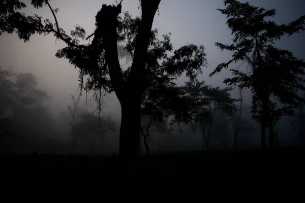 Evergreen Yağmur Ormanları Kaziranga Ulusal Parkı Assam Kuzeydoğu Hindistan Sisli — Stok fotoğraf