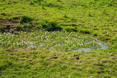 Hindistan 'ın kuzeydoğusundaki Assam eyaletinin Kaziranga Milli Parkı' nın iç manzarası. Kaziranga Ulusal Parkı 'nın Gözetleme Kulesi.