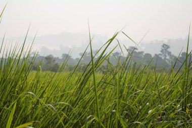 Hindistan 'ın kuzeydoğusundaki Assam eyaletinin Kaziranga Milli Parkı' nın iç manzarası. Kaziranga Ulusal Parkı 'nın Gözetleme Kulesi.