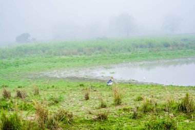 Sabah vakti Kaziranga Ulusal Parkı Assam, Hindistan 'da sisli göl ve nehir manzarası..