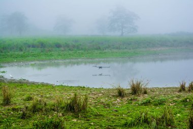Sabah vakti Kaziranga Ulusal Parkı Assam, Hindistan 'da sisli göl ve nehir manzarası..