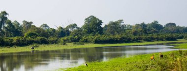 Sabah vakti Kaziranga Ulusal Parkı Assam, Hindistan 'da sisli göl ve nehir manzarası..