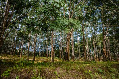 Kaziranga Ulusal Parkı, Assam, Hindistan 'da gün doğumunda dağların, ağacın ve sislerin manzarası.