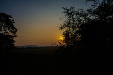 Kaziranga Ulusal Parkı Assam Hindistan 'daki bitki ve ağaçlarla akşam manzarası