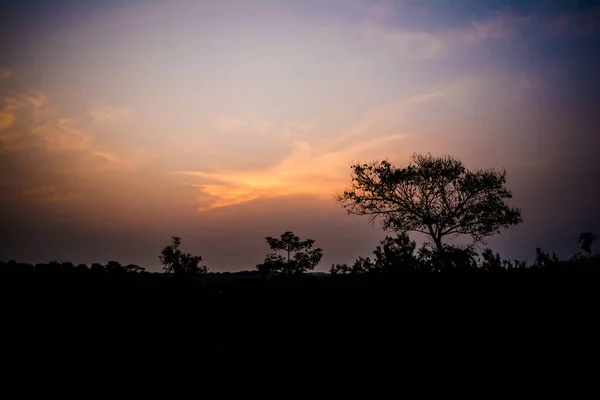 Silueta Nocturna Con Plantas Árboles Parque Nacional Kaziranga Assam India —  Fotos de Stock