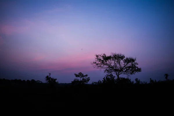 Paisagem Silhueta Noturna Com Plantas Árvores Parque Nacional Kaziranga Assam — Fotografia de Stock