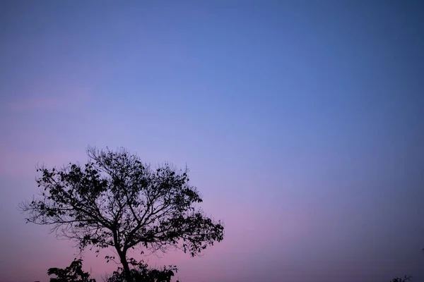 Evening Silhouette Landscape Plants Trees Kaziranga National Park Assam India — Stock Photo, Image